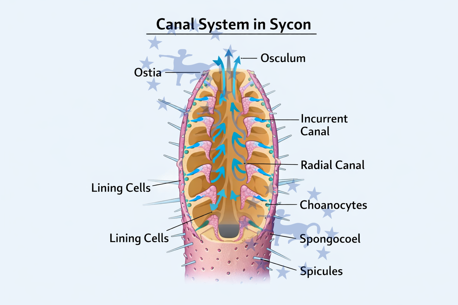 Canal System of Sycon Sponge