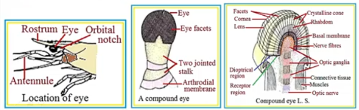 Structure of the Eye of Palaemon